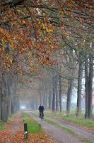 2011-1106-073Allee-