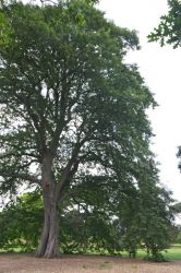 2013-UK-Kew-Quercus-jkast-DSC 4281-lt-tw