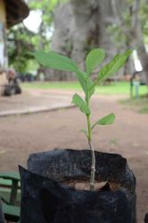 SA-Sunland-Baobab-topfpflanze-dsc-7932