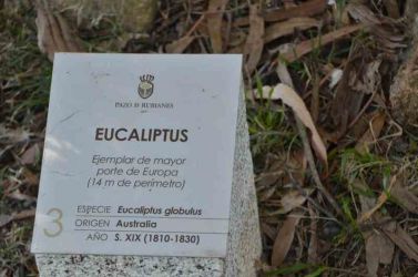 EukalyptusPazodRubianes 002